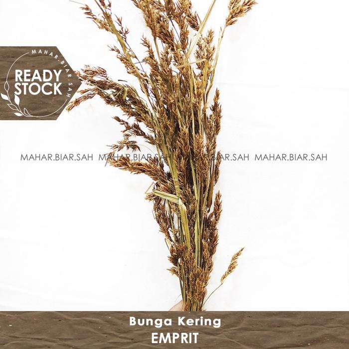 Jual 5 Gr Bunga Kering Rumput Emprit Bunga Kering / Dried Flower - Kota ...
