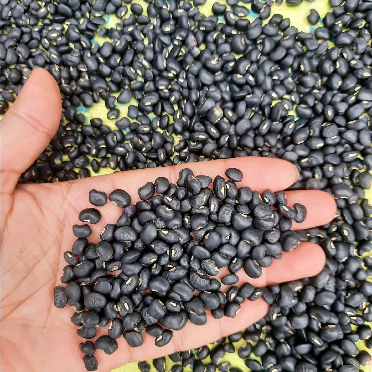 MTK Đậu Đen Xanh Lòng nhà trồng sạch và không sử dụng thuốc hay hóa chất dùng uống hay nấu các món ăn (gói nửa ký 500g)