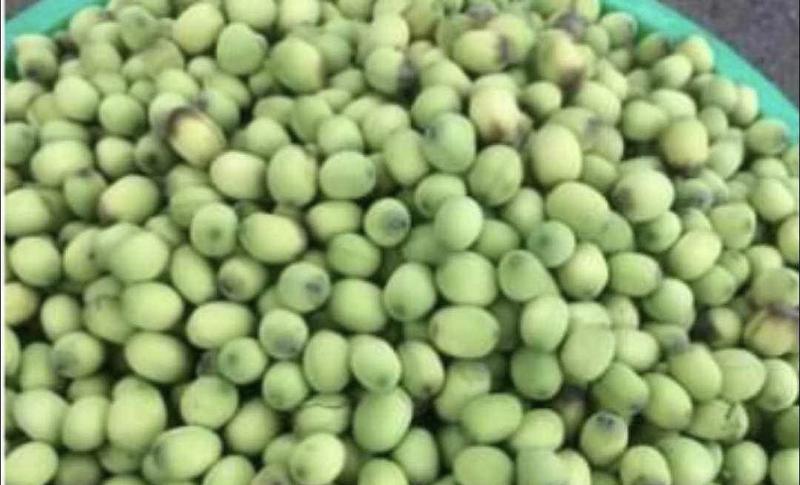Product Introduction of Hạt sen tươi nguyên vỏ, giòn, ngọt 1