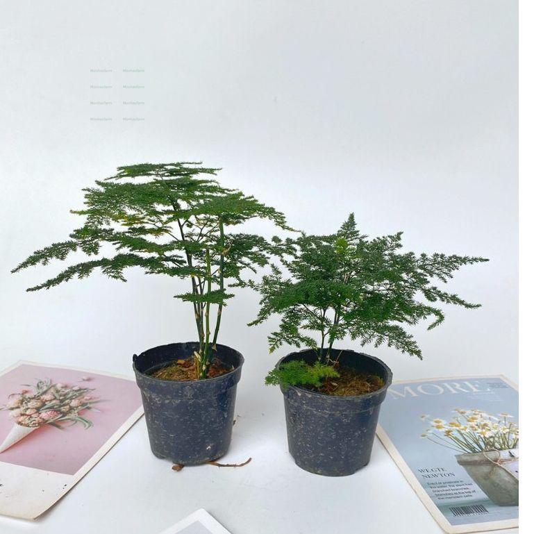 Product Introduction of Cây Thủy Tùng Mini - Chiều Cao 20cm, Trang Trí Bàn Làm Việc 57