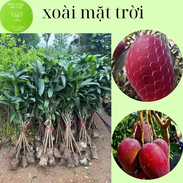 Cây xoài đỏ mặt trời Nhật Bản ( xoài mặt trời) , cây ghép giống chuẩn cao 80-100cm