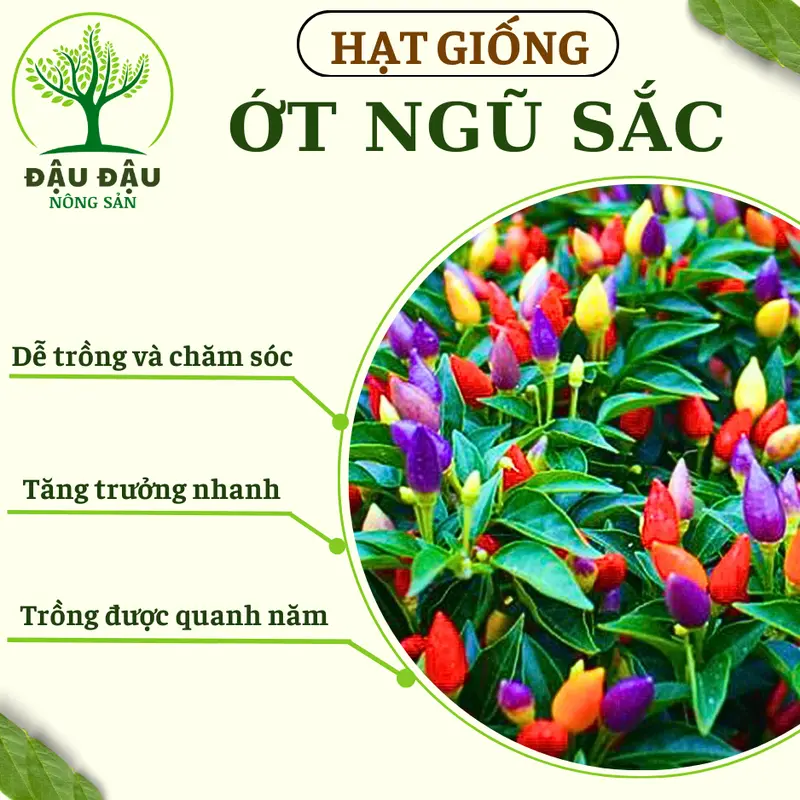 Hạt giống Ớt sừng vàng, Ớt hiểm, Ớt xiêm xanh, Ớt chuông, Ớt sừng ngọt HQ và Ớt ngũ sắc (Ớt cầu vồng) trung đoàn 6