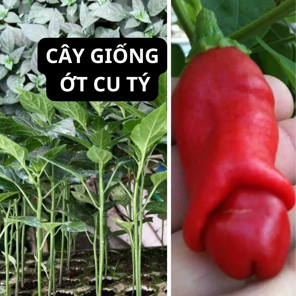 5 CÂY  GIỐNG ỚT CU TÝ 129K ̣̣.. cây giống 1 tháng tuổi cao 10-20 cm , trái ra hình ngộ nghĩnh , ra trái quanh năm dễ chăm sóc