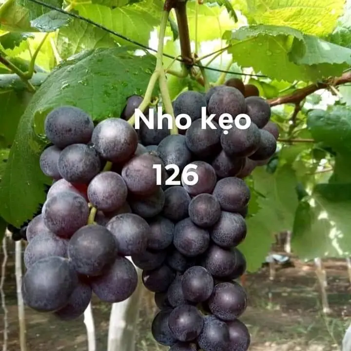 Cây Nho Kẹo thơm ( nho 126).