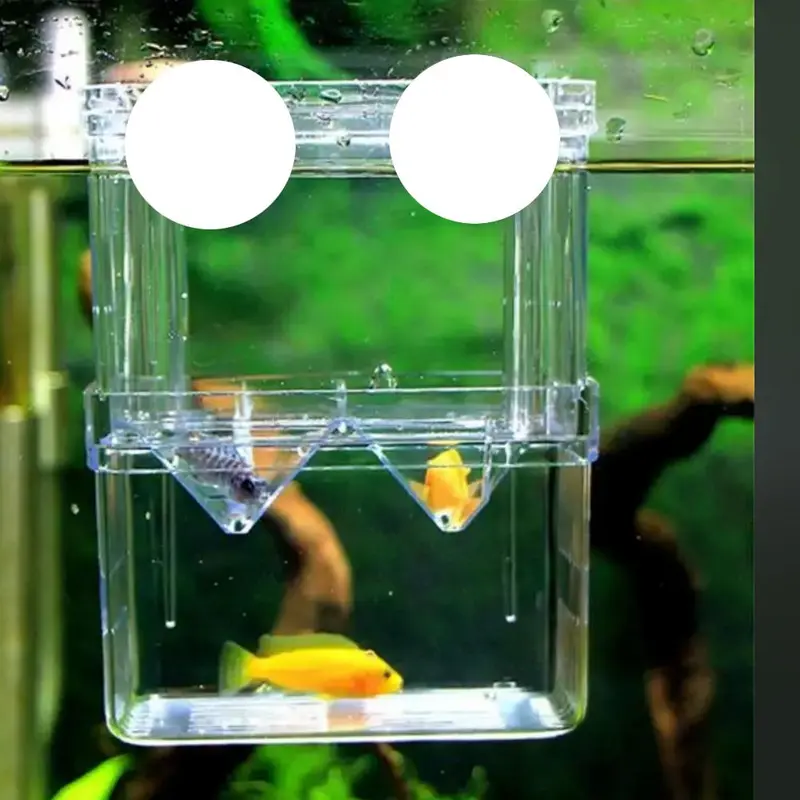 Hộp Ấp Cá Con, Acrylic Hai Lớp, Tự Nổi, Hộp Ấp Chim Công, Hộp Ấp Cá Đuôi Dài, Hộp Cách Ly, Thích Hợp Cho Cá Chiến Đấu, Trại Cá 5