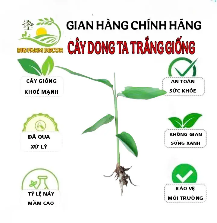 1 nhánh cây dong ta dong trắng giống