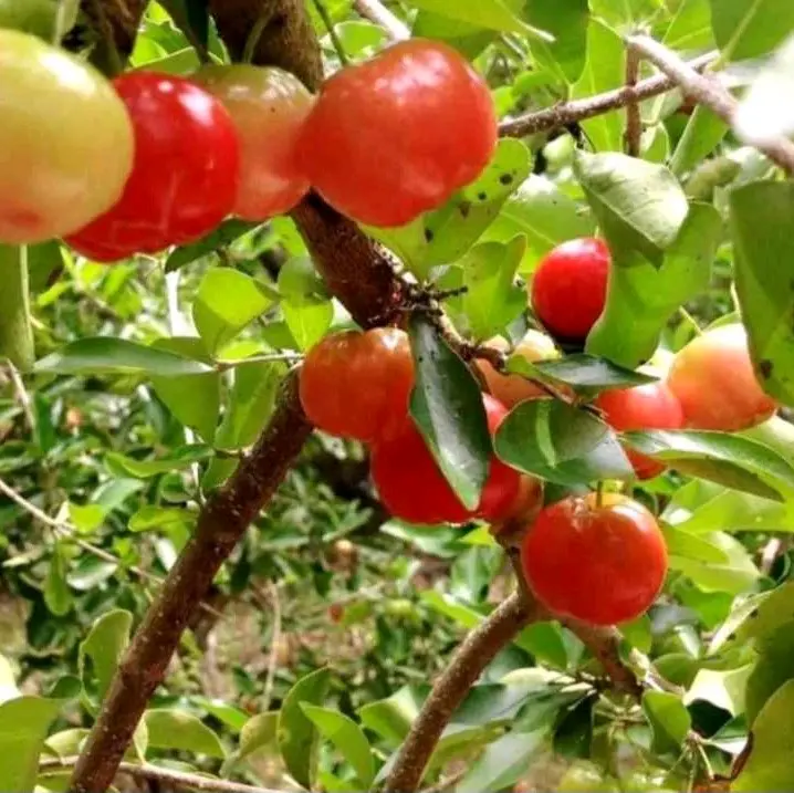 CÂY SƠ RY (CÂY GIỐNG SƠ RY NGỌT ) 3