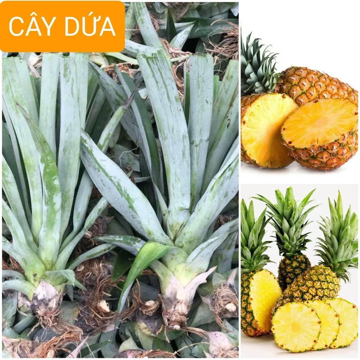 Combo 10Cây Giống Dứa Mật MD2 không có gai ( quả to ngọt lịm, cây tách trồi cây mẹ)