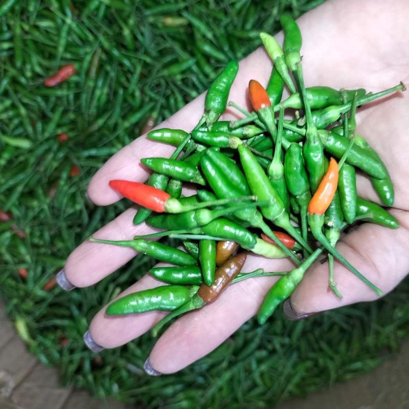 Ớt thóc xanh sóc muối 150k/3 chai 5