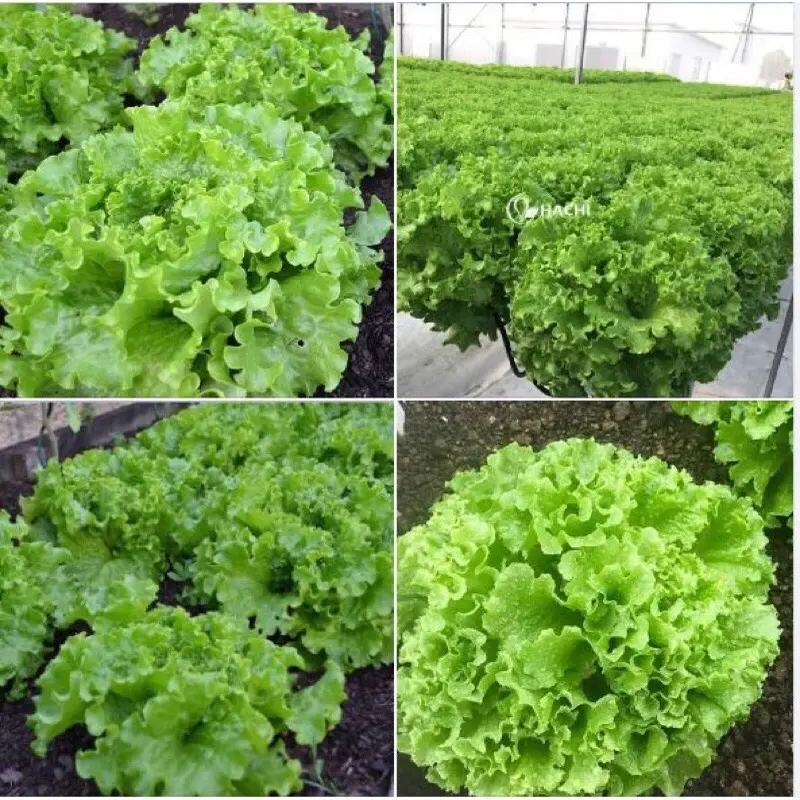 Hạt Giống Rau Cải Xà Lách Xoăn RD 708 (Gói 5gram) Chịu mưa tốt, dễ chăm sóc, cây to 3