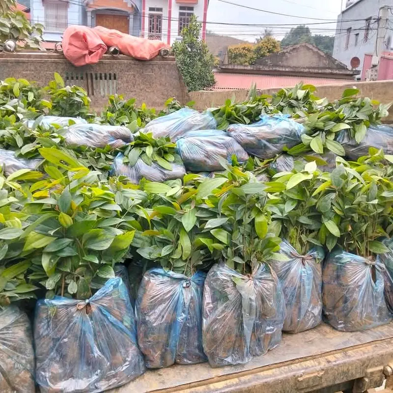 Combo 6 cây giống Quế Thơm cao 30_50cm khỏe đẹp bao sống cây rất nhiều dễ 7