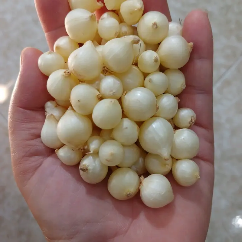 củ nén. củ hành tăm.  hành củ . loại trung (củ vừa +củ nhỏ).gia vị .thảo mộc .food 1