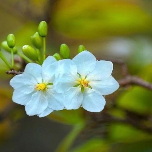 Cây Mai trắng - bạch mai chậu mini ( hàng nuôi lấy bo siêu tầm cao 20-30cm ) cao tầm gang tay