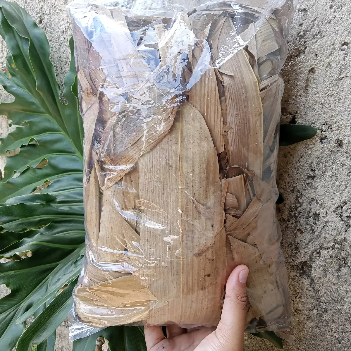 Daun bambu kering untuk media tanaman hias/bonsai