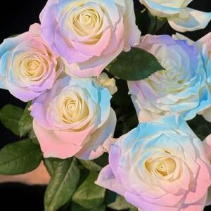 100 Granos Semillas de Rosa Suave Planta Ornamental Fácil de Cultivar Resistente al Calor Para Principiantes Jardines Urbanos