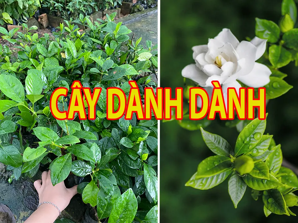 Cây Hoa Dành Dành, Bạch Thiên Hương (LỖI 1 ĐỔI 1)