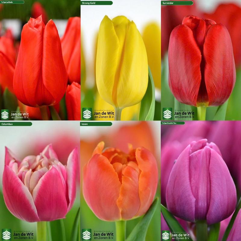 Combo 10 củ Tulip các màu kèm phân bón, thuốc ngâm củ, giá thể