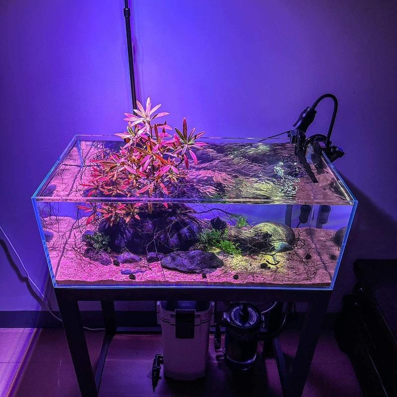 Cây mị nương trồng bán cạn cây random xanh cây trung sz 35cm