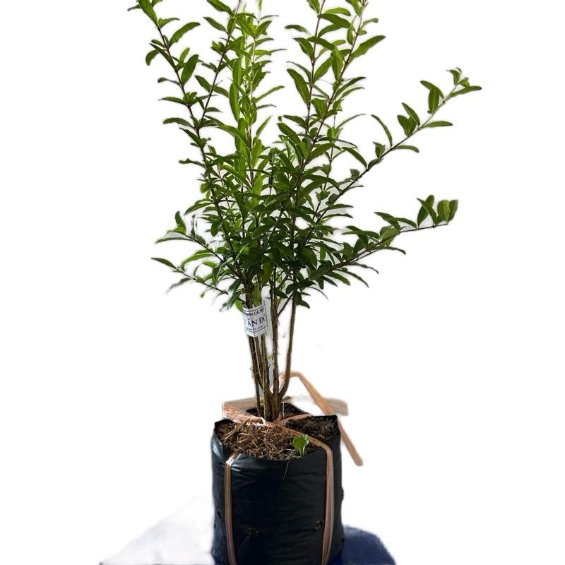 [Uơm hạt, nhiều thân, không phải 1 cốt] Cây Giống Lựu Ấn Độ Trái To - Lựu Ấn Độ - Vỏ Đỏ Ruột Đỏ - Trái To - Ươm hạt