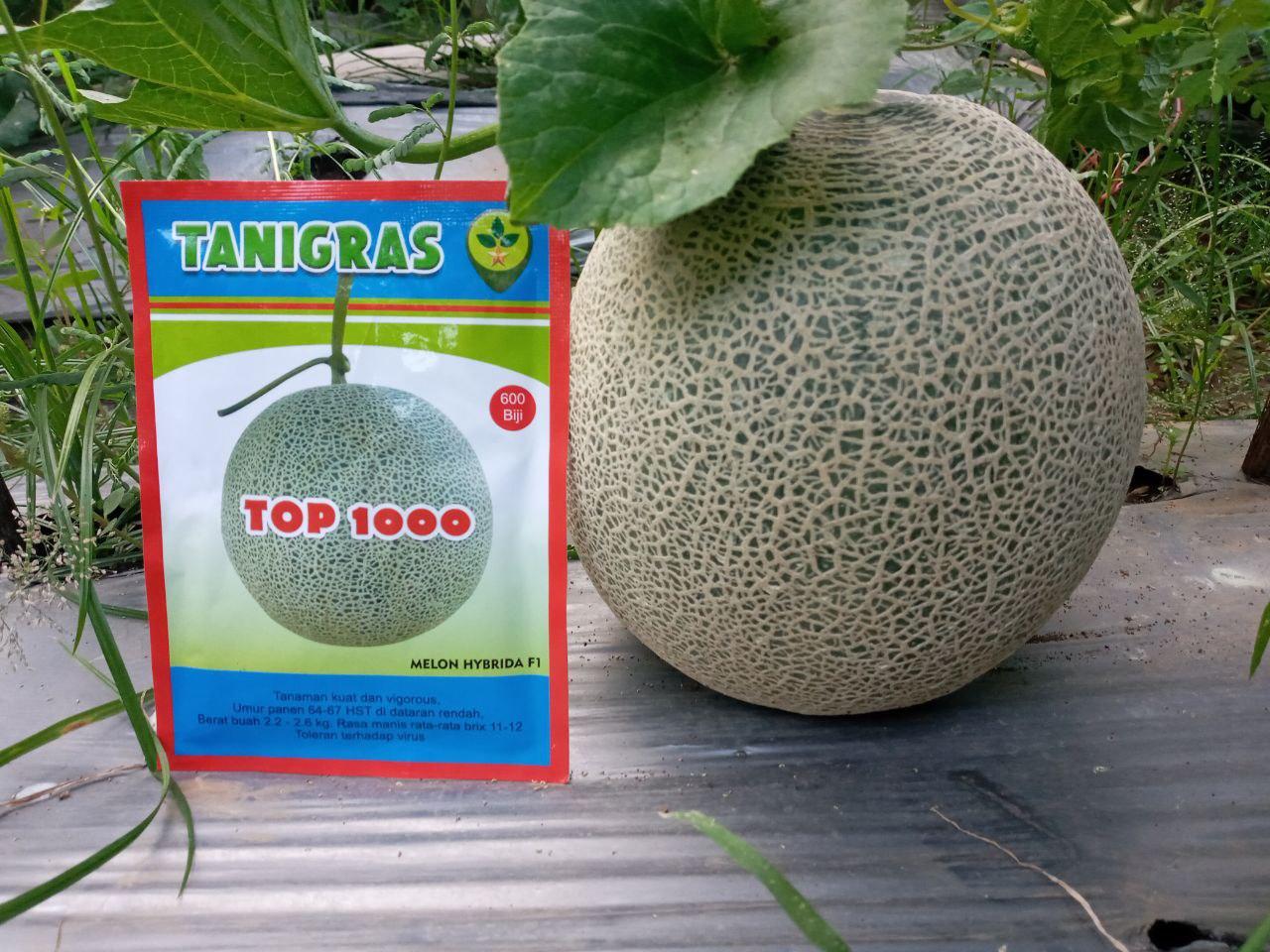 Benih Melon TOP 1000 F1 HIBRIDA Isi 550 BIJI