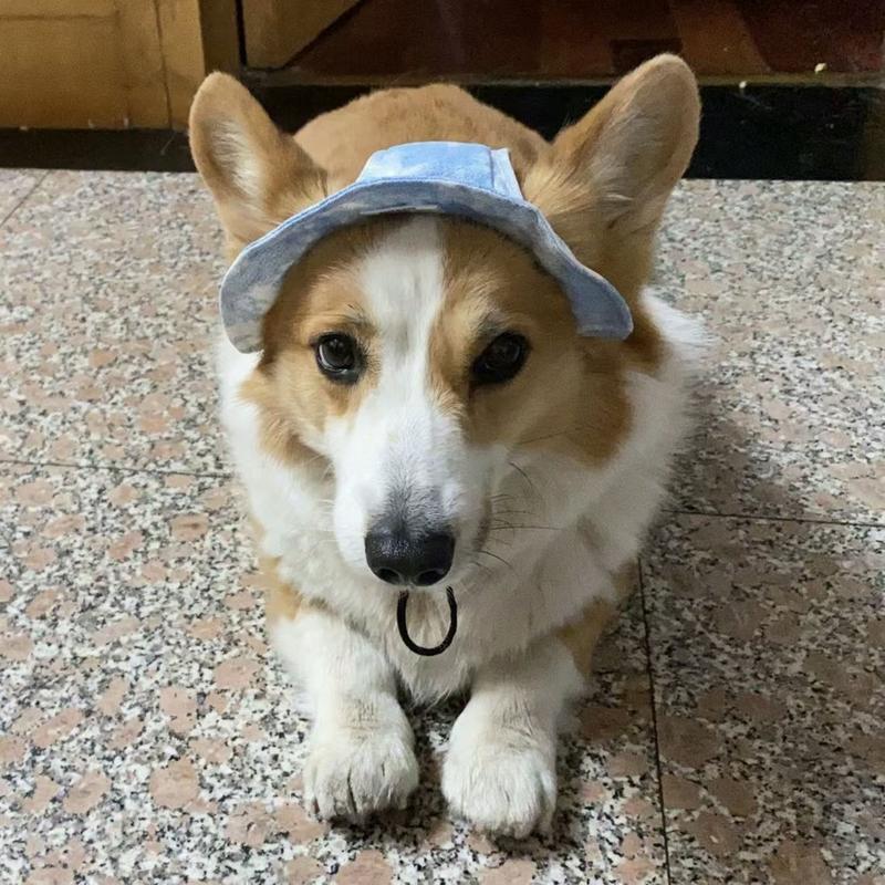 Product Introduction of Puppy Kitten Hat Corgi Cat Bucket Hat Dog Hat Thin Summer Sun Protection Summer Sun Shade Anti-Strangulation Ears 5