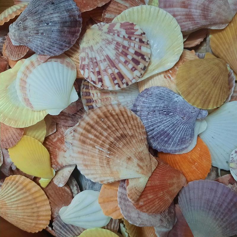 50 Vỏ sò màu sắc tự nhiên dùng trong thủ công: resin, nến, trang trí, tiểu cảnh, vẽ....