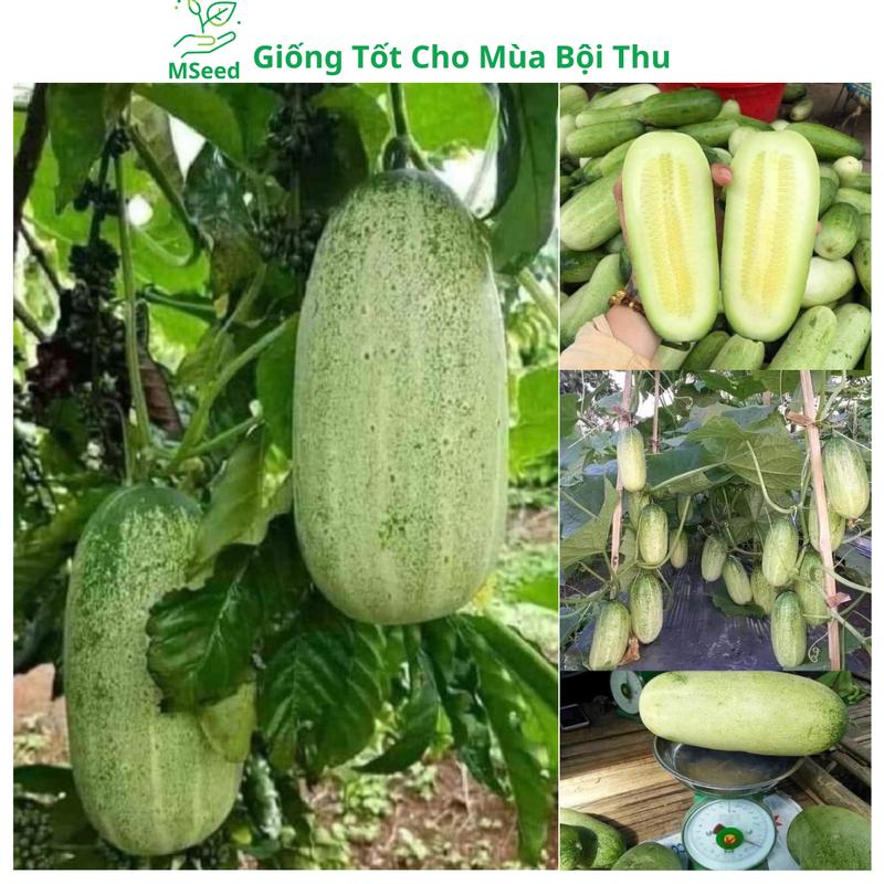 Hạt giống Dưa Chuột Khổng Lồ Dưa Chuột Mèo Tây Bắc siêu trái cực dễ trồng - Mseed