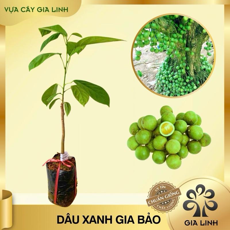Cây dâu da xanh Gia Bảo, trái ngon ngọt, cây ăn trái cho năn - TikTok ...
