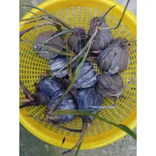 Cây Dừa Nước trồng thủy sinh, bờ kênh chống sạt lỡ 3