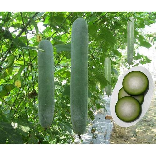 Hạt giống Bí Sặt cao sản trái dài chịu nhiệt dễ trồng - MSeed