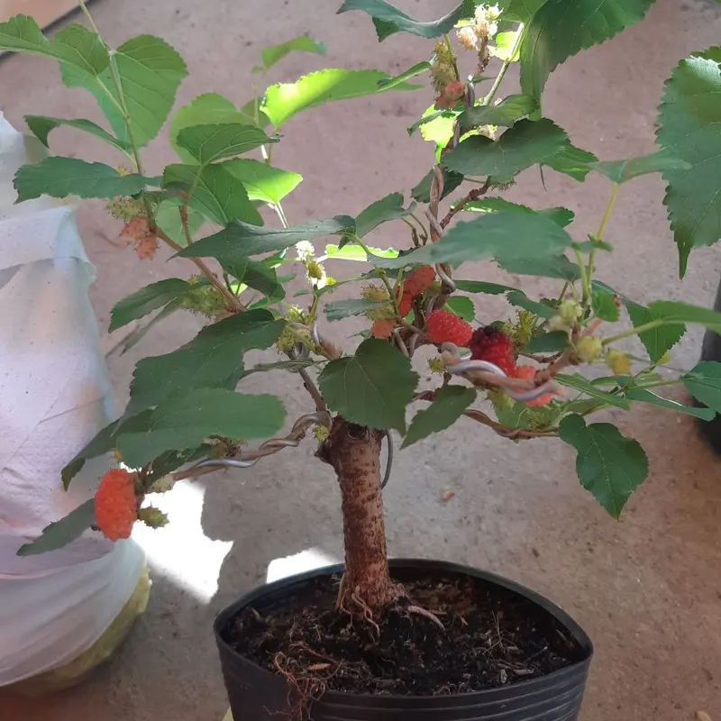 cây dâu tằm bonsai mini để bàn cây đang trái 1