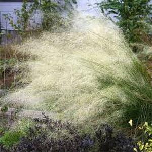 50 granos de nube gypsophila paniculata flores blancas nubes etéreas fácil de cultivar ideal para ramos y relleno floral