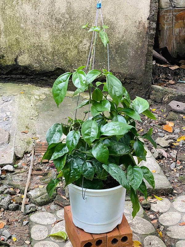Cây Lan Hoàng Dương - Kích thước giao động 60+ cm - Hoa vàng rực rỡ - Mang vẻ đẹp tinh tế! Hoa Kiểng Mặp 3