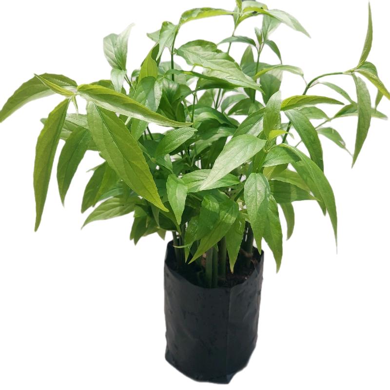 Cây xương khỉ (cây bìm bịp) giống, cây giống trồng bằng thân. Chậu 15-20 cây, cây dễ sống, dễ phát triển, dễ chăm sóc. 1