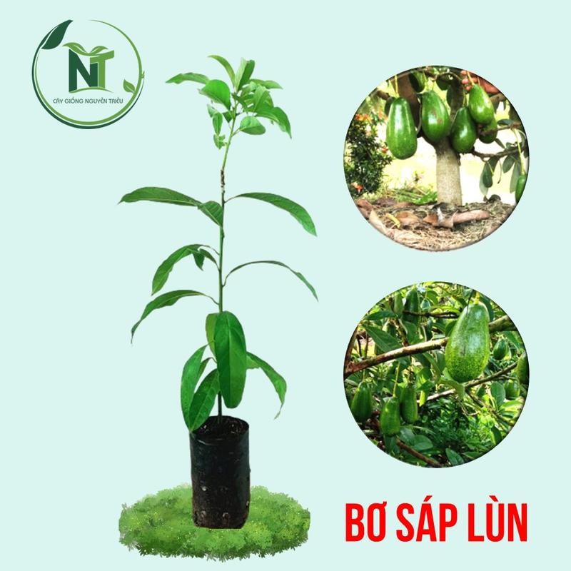 Cây Giống Bơ Sáp Lùn Siêu Trái - Cây Ghép cho Trái sau 1 năm trồng