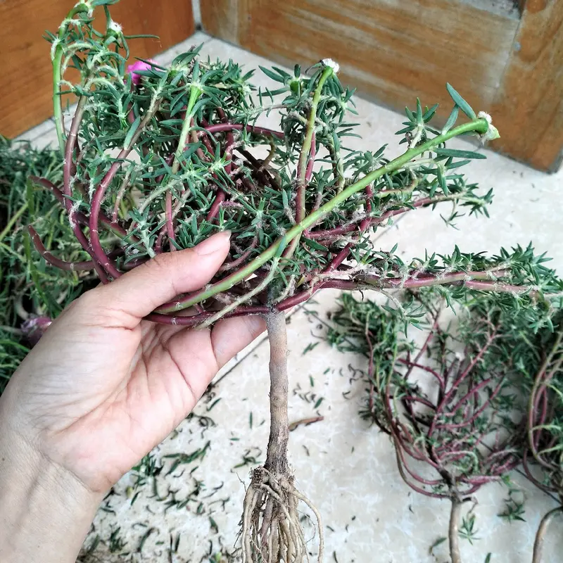 gốc hoa mười giờ Trung Quốc bonsai 6