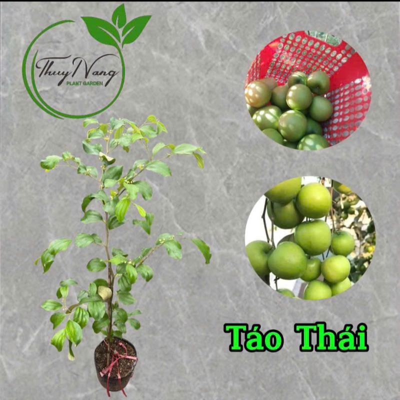 Cây giống Táo Thái da xanh, trái to