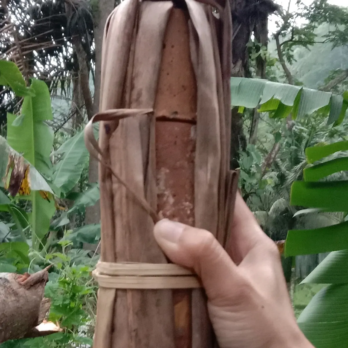 Gula aren asli, gula kawung asli Cianjur selatan Food Sugar
