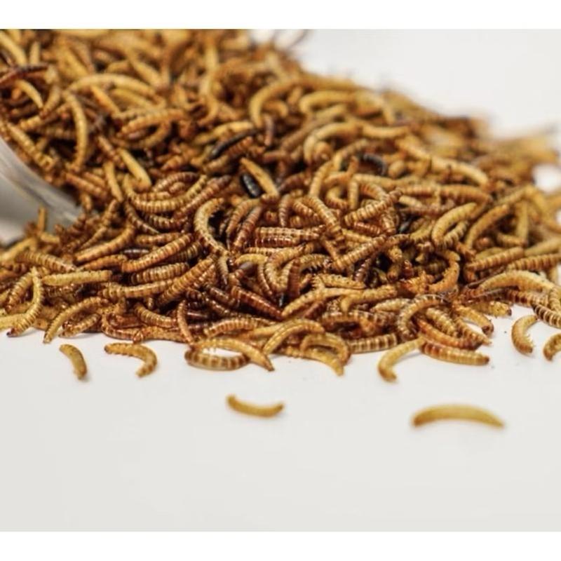 Sâu sấy khô cho Sóc, Hamster, Nhím thức ăn dặm cho thú nhỏ.