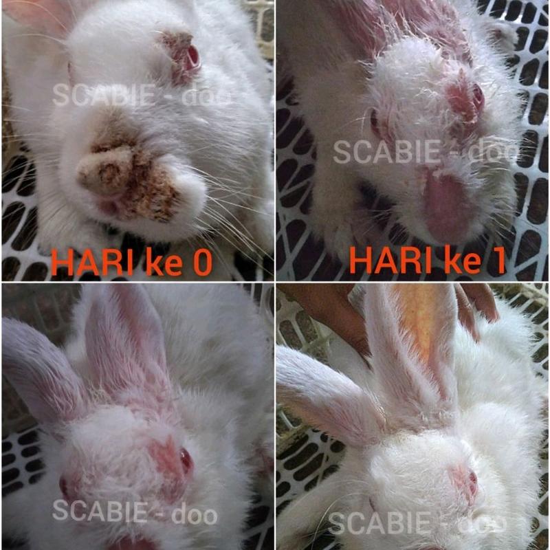 Obat scabies  kucing kelinci hewan oles 100ml 2