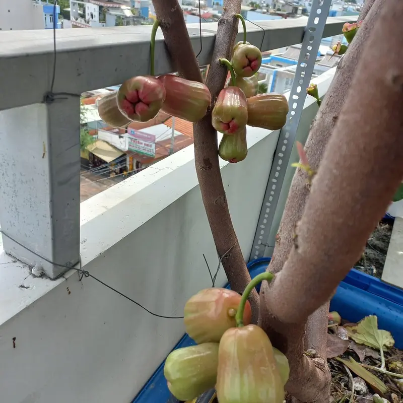 Cây mận đỏ an phước ( tặng kèm phân bón) 5