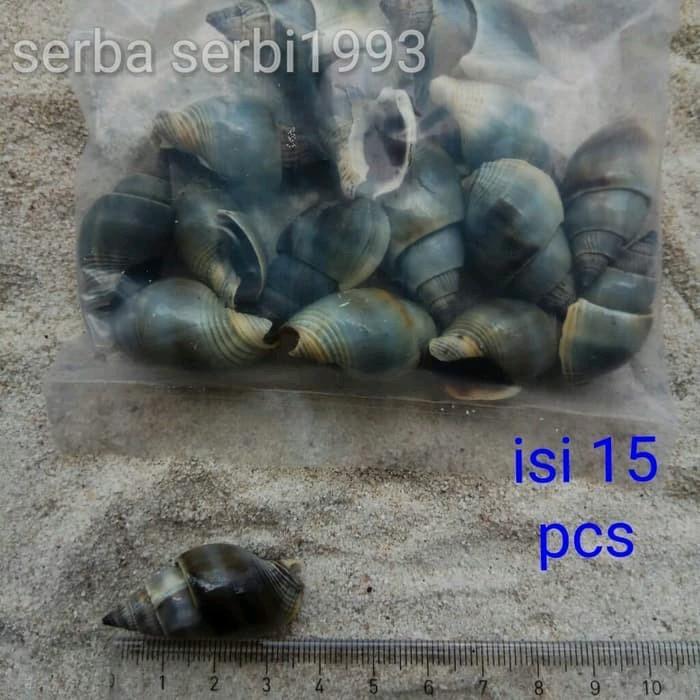 Aksesoris Cangkang kerang Laut Achatin 2