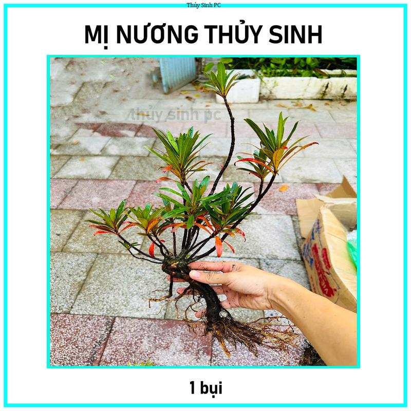 Cây thủy sinh Mị Nương trang trí hồ cá cảnh 20-35cm lá xanh đỏ