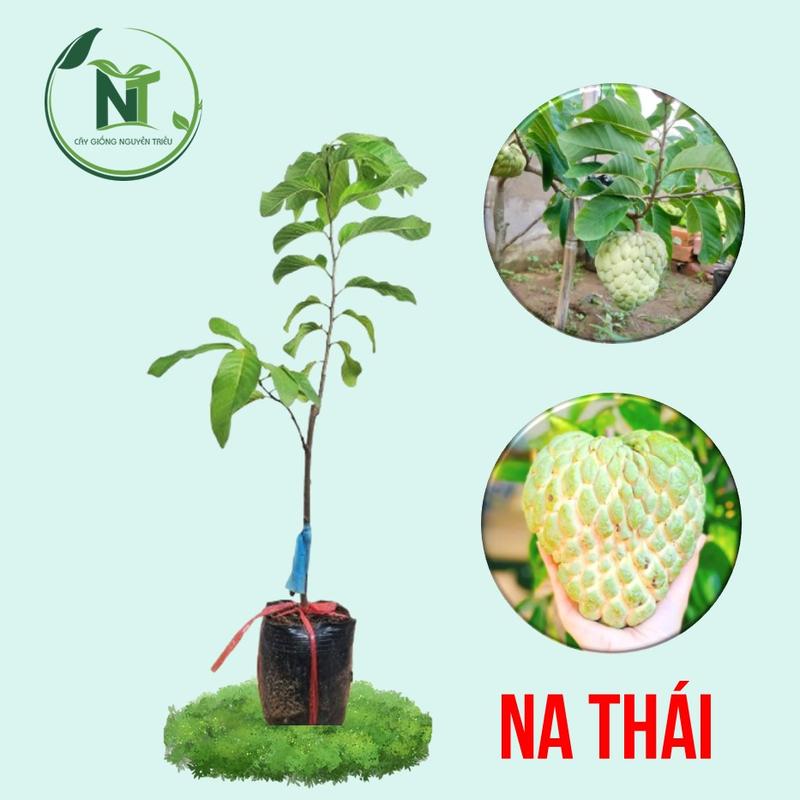Cây Giống Mãng Cầu Na Thái - Na Thái - Trái To - Ít Hạt
