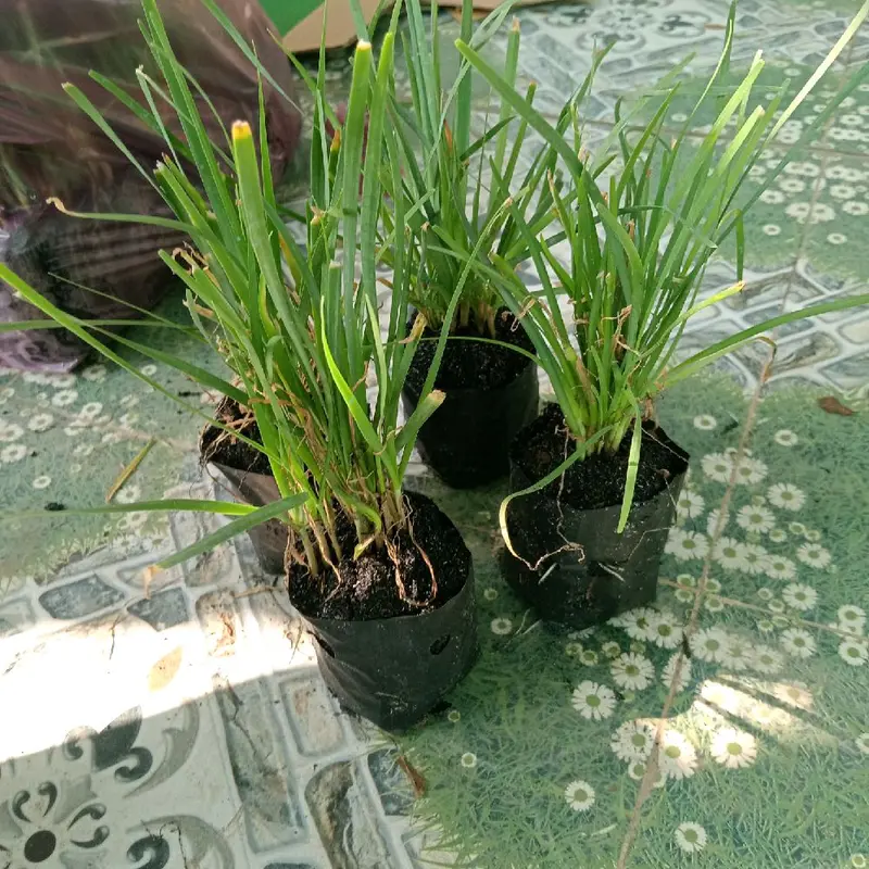 bầu cây giống hẹ lá nhỏ thơm ngon 1