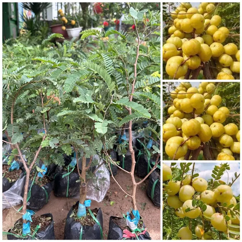 Cây giống mắc kham( ngọt)cây cao 50cm bầu dễ ổn định trồng 10-12 tháng cho trái 0