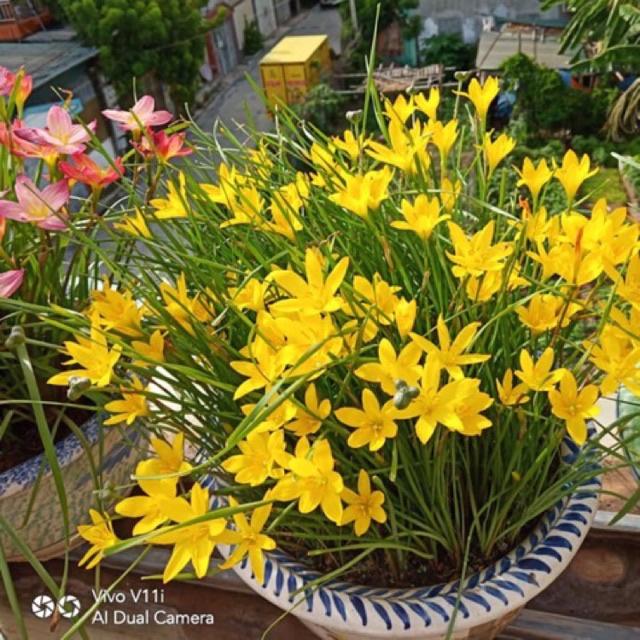 Set 10 củ huệ mưa vàng- củ mẹ to khỏe lên 100%