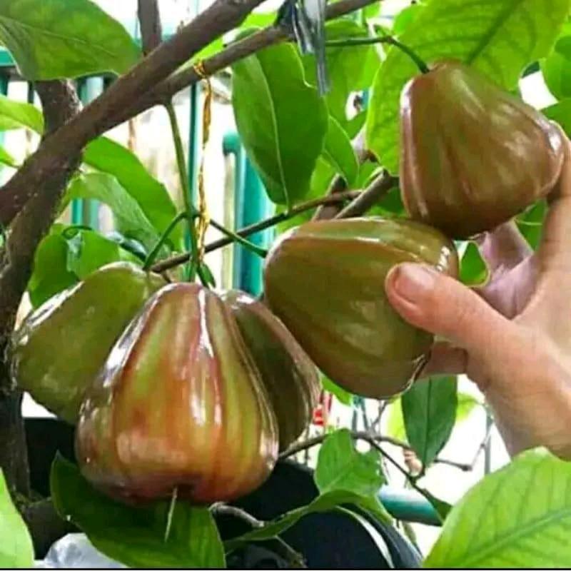 benih bibit jambu air unggul 1