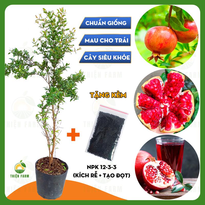 Cây Lựu Thái THIỆN FARM quả ngọt đậm, thịt mọng nước, hạt mềm, dùng làm cây ăn quả, cây cảnh che mát, cây cao 60cm