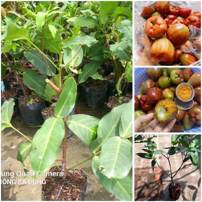  Cây giống mận Ấn Độ 《 xưa》 